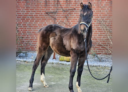 Westfale, Hengst, 1 Jahr, Dunkelbrauner