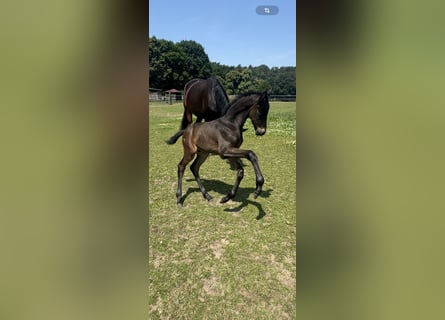 Westfale, Hengst, 1 Jahr, Dunkelbrauner