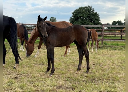 Westfale, Hengst, 1 Jahr, Kann Schimmel werden