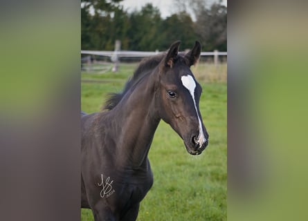 Westfale, Hengst, 1 Jahr, Rappe