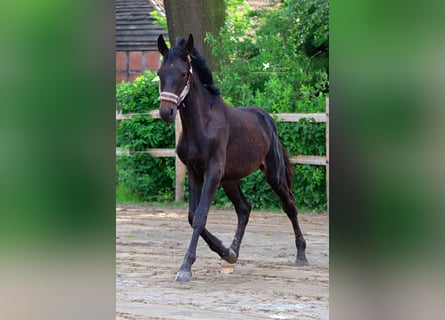 Westfale, Hengst, 1 Jahr, Schwarzbrauner