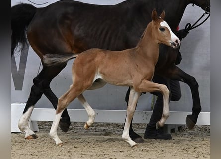 Westfale, Hengst, 1 Jahr, Schwarzbrauner