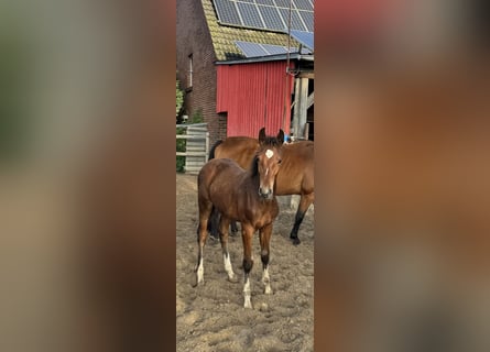 Westfale, Hengst, 1 Jahr