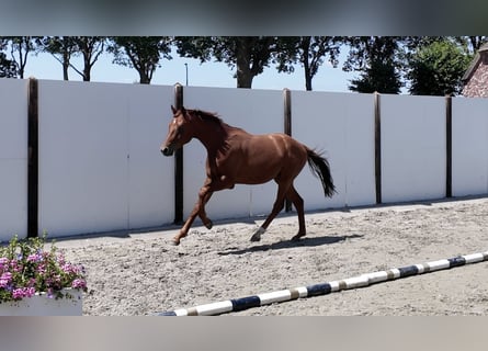 Westfale, Hengst, 2 Jahre, 155 cm, Dunkelfuchs