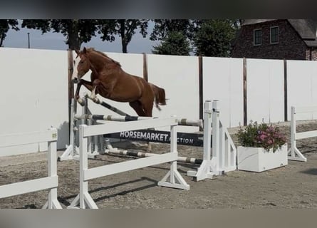 Westfale, Hengst, 2 Jahre, 157 cm, Fuchs