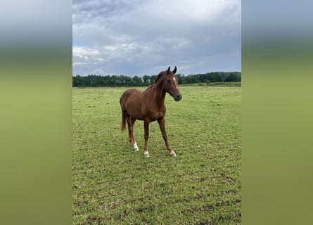 Westfale, Hengst, 2 Jahre, 160 cm, Fuchs