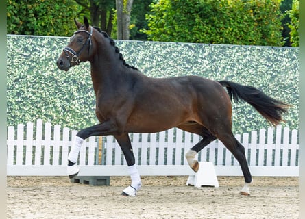 Westfale, Hengst, 2 Jahre, 165 cm, Dunkelbrauner