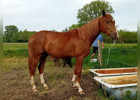 Westfale, Hengst, 2 Jahre, 165 cm, Dunkelfuchs