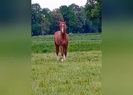 Westfale, Hengst, 2 Jahre, 165 cm, Dunkelfuchs