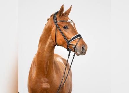 Westfale, Hengst, 2 Jahre, 165 cm, Fuchs