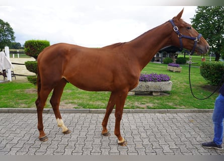 Westfale, Hengst, 2 Jahre, 165 cm, Fuchs