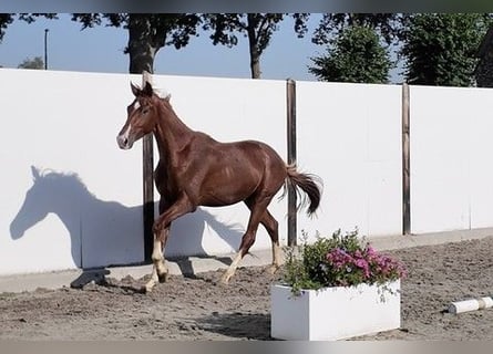 Westfale, Hengst, 2 Jahre, 165 cm, Fuchs