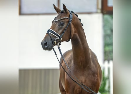 Westfale, Hengst, 2 Jahre, 166 cm, Brauner