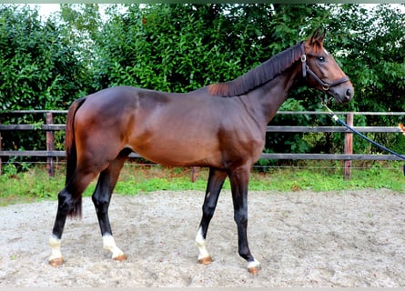 Westfale, Hengst, 2 Jahre, 167 cm, Brauner