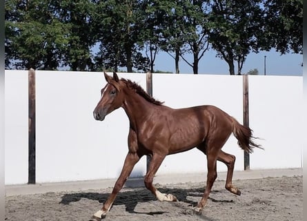 Westfale, Hengst, 2 Jahre, 167 cm, Fuchs