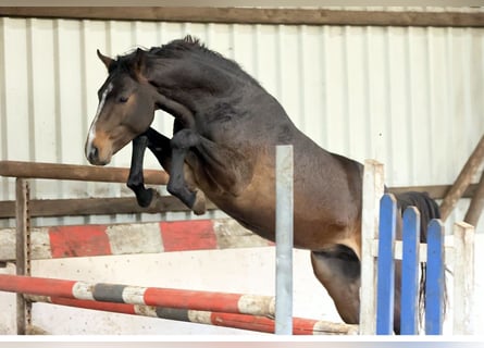 Westfale, Hengst, 2 Jahre, 168 cm, Dunkelbrauner