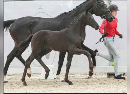 Westfale, Hengst, 2 Jahre, 169 cm, Rappe