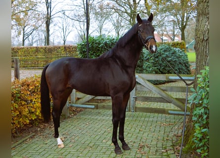 Westfale, Hengst, 2 Jahre, 170 cm, Dunkelbrauner