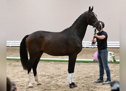 Westfale, Hengst, 2 Jahre, 173 cm, Schwarzbrauner