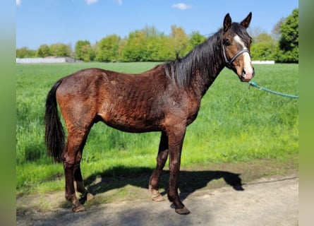Westfale, Hengst, 2 Jahre, Brauner