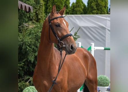 Westfale, Hengst, 2 Jahre, Brauner