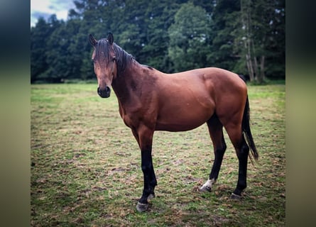 Westfale, Hengst, 2 Jahre, Brauner
