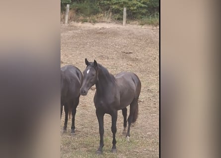 Westfale, Hengst, 2 Jahre, Dunkelbrauner
