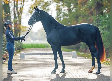 Westfale, Hengst, 2 Jahre, Schwarzbrauner