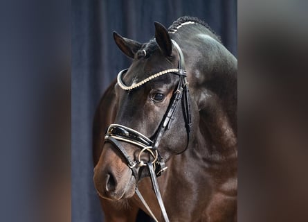 Westfale, Hengst, 3 Jahre, 146 cm, Schwarzbrauner