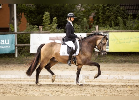Westfale, Hengst, 3 Jahre, 148 cm, Buckskin