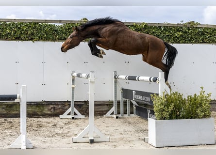 Westfale, Hengst, 3 Jahre, 164 cm, Brauner