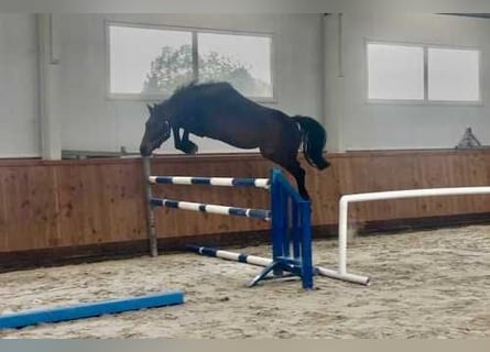 Westfale, Hengst, 3 Jahre, 164 cm, Rotbrauner