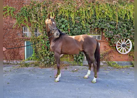 Westfale, Hengst, 3 Jahre, 166 cm, Dunkelfuchs