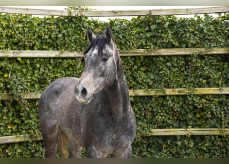 Westfale, Hengst, 3 Jahre, 166 cm, Schimmel