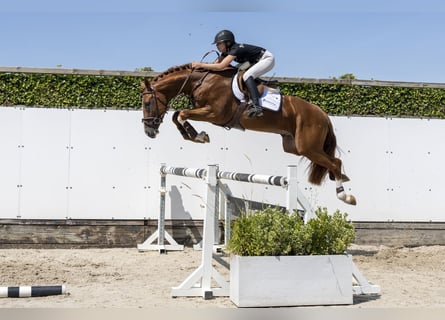 Westfale, Hengst, 3 Jahre, 167 cm, Rotbrauner
