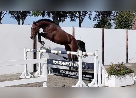 Westfale, Hengst, 3 Jahre, 169 cm, Rotbrauner