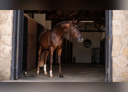 Westfale, Hengst, 3 Jahre, 170 cm, Dunkelfuchs