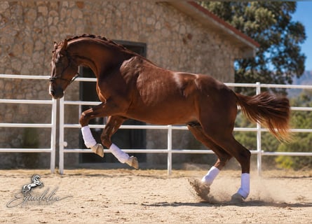 Westfale, Hengst, 3 Jahre, 170 cm, Dunkelfuchs