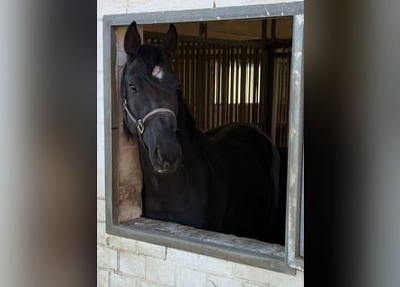 Westfale, Hengst, 4 Jahre, 168 cm, Rappe