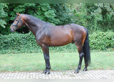 Westfale, Hengst, 4 Jahre, 170 cm, Rotbrauner