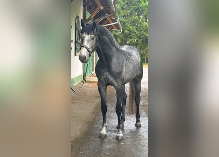 Westfale, Hengst, 4 Jahre, 170 cm, Schimmel