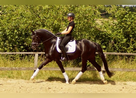 Westfale, Hengst, 5 Jahre, 163 cm, Rappe
