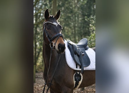 Westfale, Hengst, 5 Jahre, 172 cm, Brauner