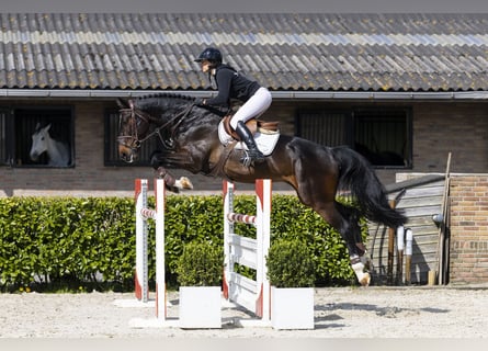 Westfale, Hengst, 5 Jahre, 172 cm