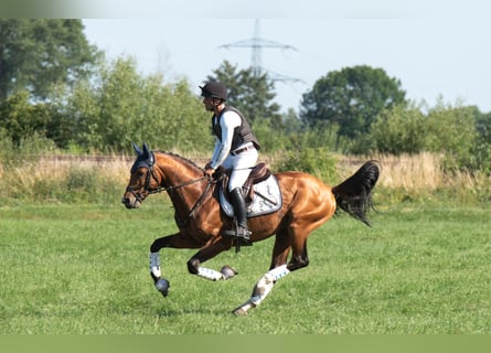 Westfale, Hengst, 6 Jahre, 162 cm, Brauner