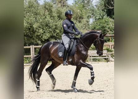 Westfale, Hengst, 6 Jahre, 184 cm, Dunkelbrauner
