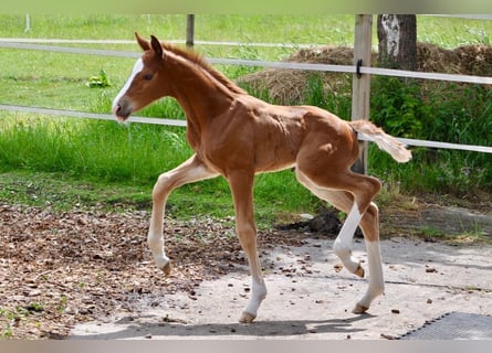 Westfale, Hengst, , 170 cm, Fuchs