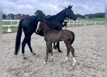Westfale, Hengst, , 170 cm, Rappe