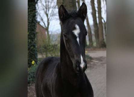 Westfale, Hengst, Fohlen (03/2025), 172 cm, Rappe