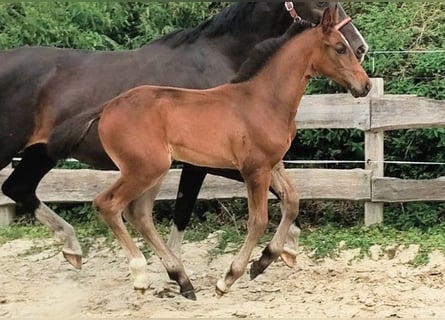 Westfale, Hengst, Fohlen (06/2025), 172 cm, Schwarzbrauner